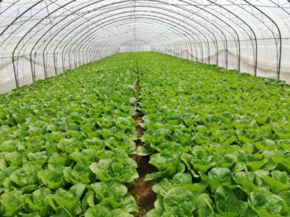 京郊迷你白菜长势良好 市农技推广部门11年科技帮扶助农增收致富